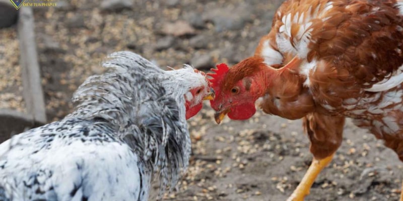 Đá Gà Trực Tiếp Thomo Đỉnh Cao Châu Á 2024 Hiểu đúng về hình thức đá gà trực tiếp thomo là gì?