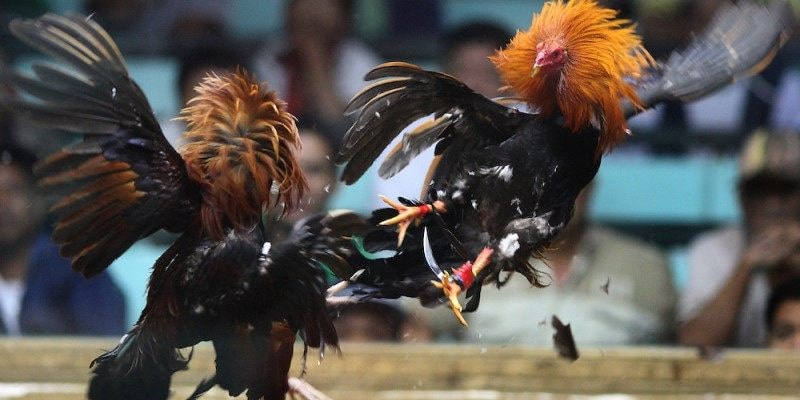 Trực Tiếp Đá Gà Ww88 - Đỉnh Cao Chọi Gà, Hấp Dẫn Từng Giây Giới thiệu sơ lược về trực tiếp đá gà ww88