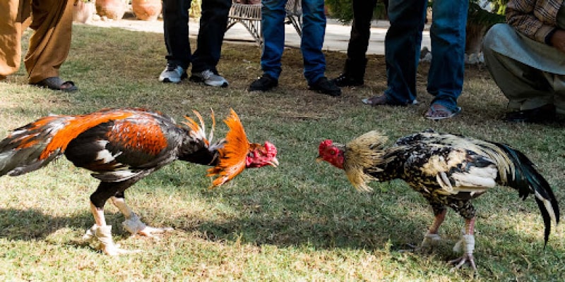 Đá Gà Trực Tiếp Hôm Nay Tại Ww88 Với Chất Lượng Cao Nhất Đá gà cùng chuyên gia