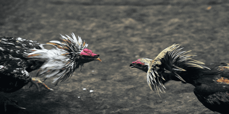 Kinh Nghiệm Chơi Đá Gà Campuchia Luôn Thắng 2025 Đá gà Campuchia là gì?